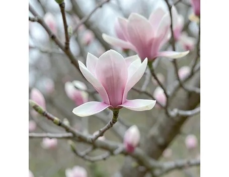 Magnolia soulangeana