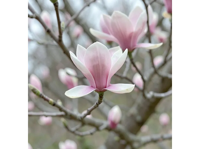 Magnolia soulangeana