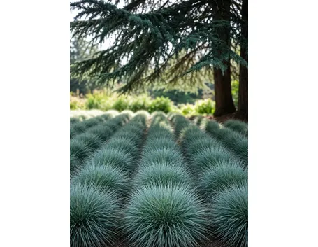 festuca