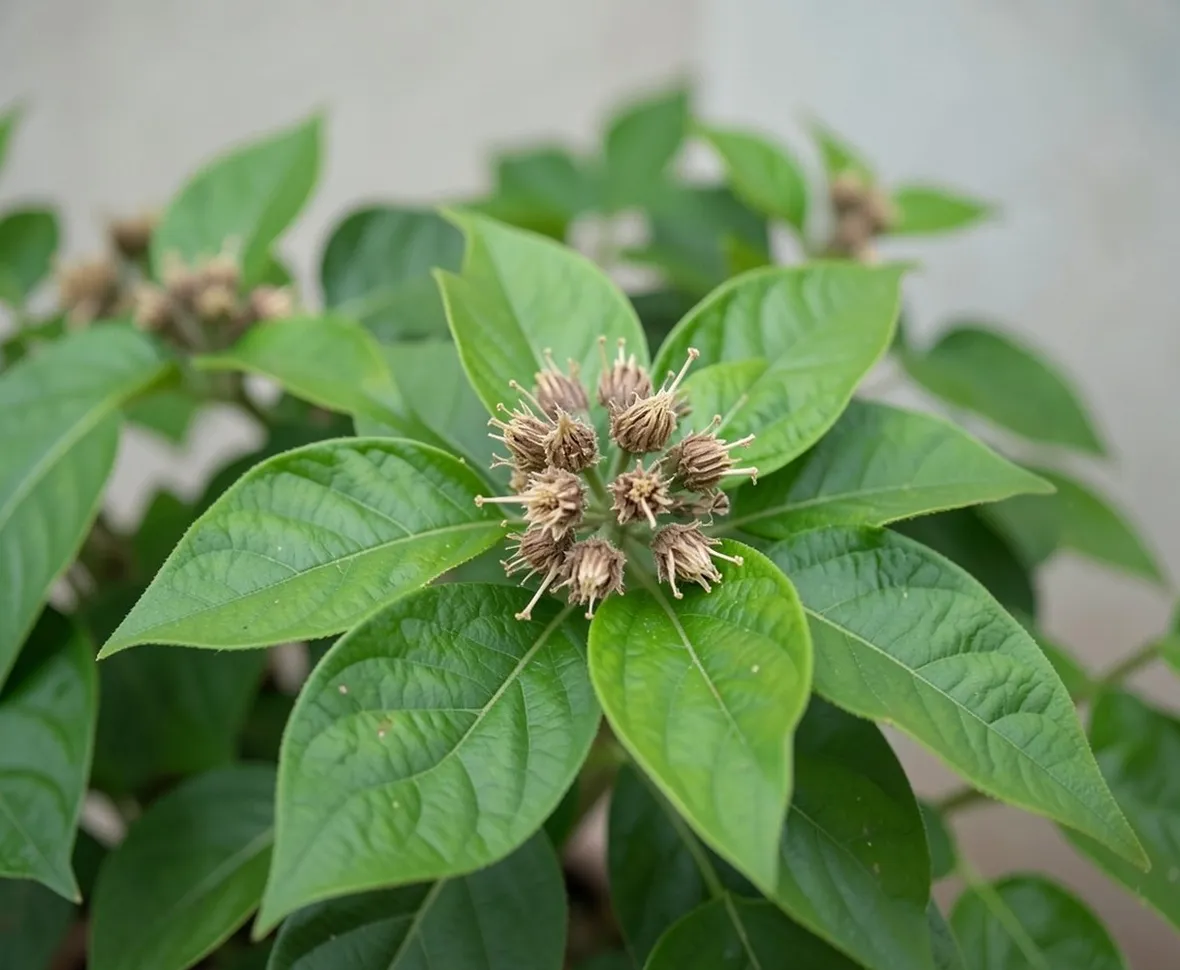 agarista sempreverde