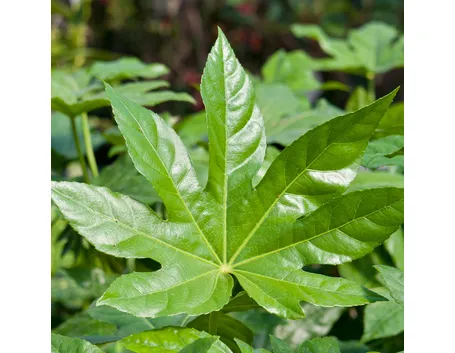fatsia japonica