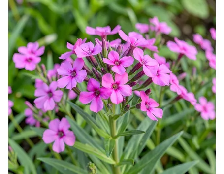 Clarkia