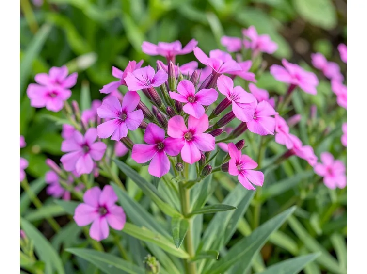 Clarkia
