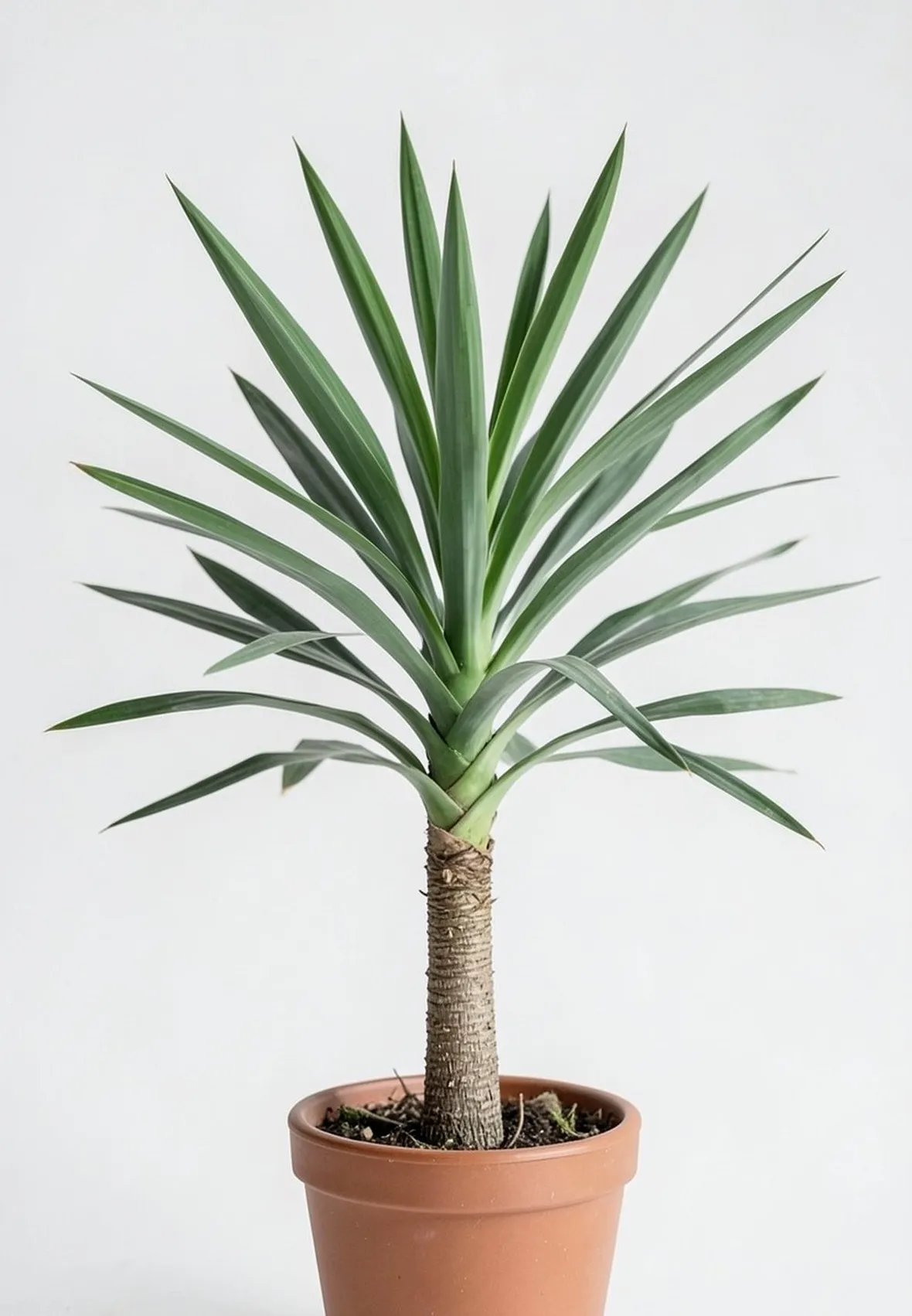 Yucca
