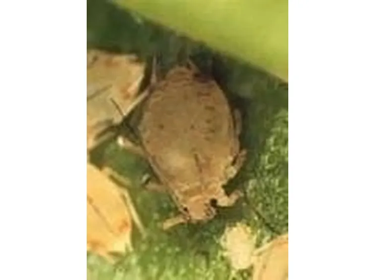 Afidi