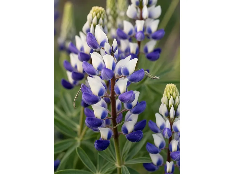 lupini