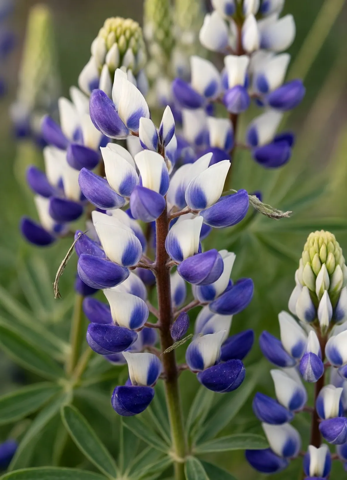 lupini