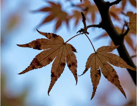 Acer palmatum
