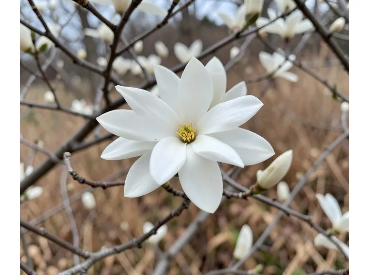 magnolia stellata