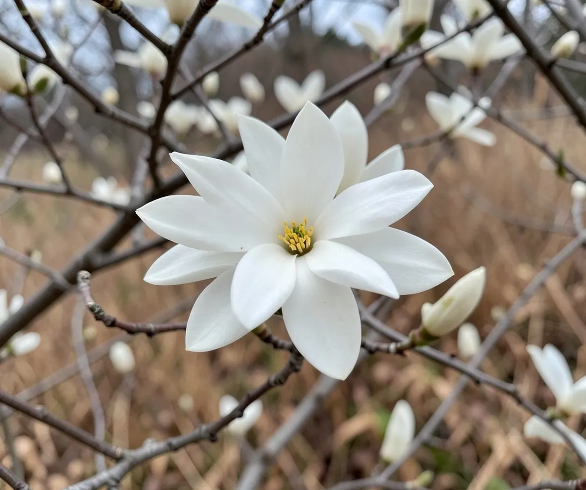 magnolia stellata
