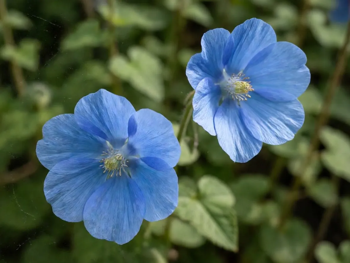 Meconopsis