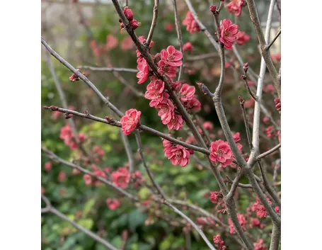 Chaenomeles