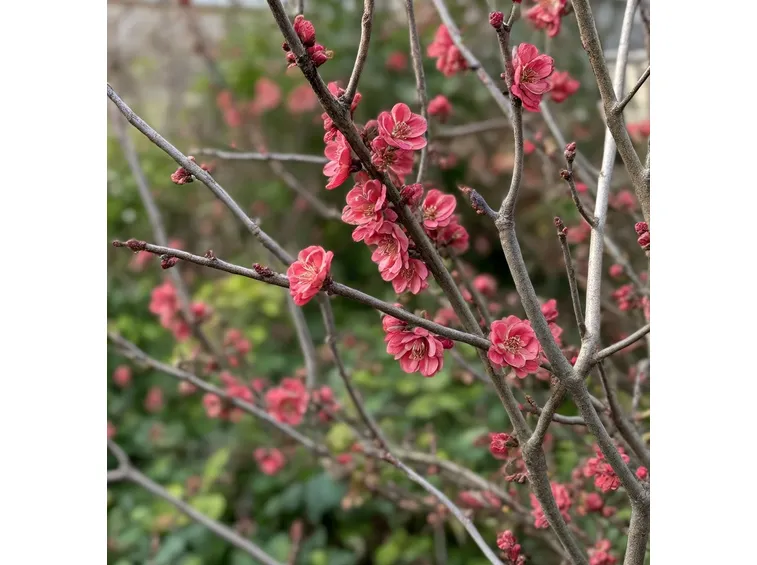 Chaenomeles