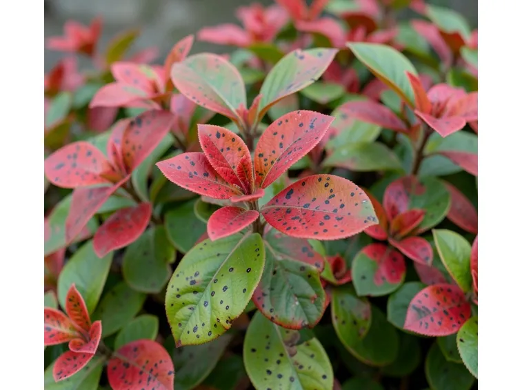 Photinia