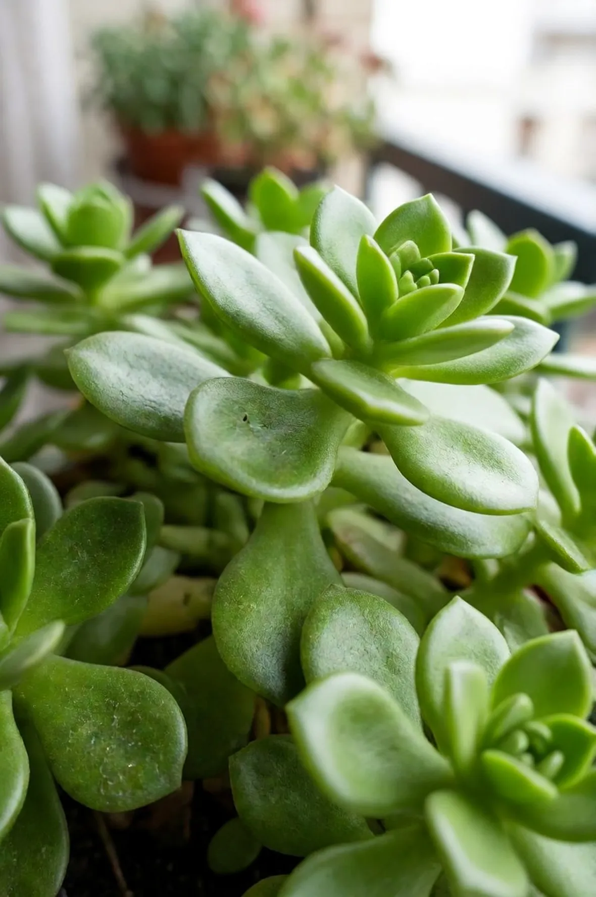 Sedum