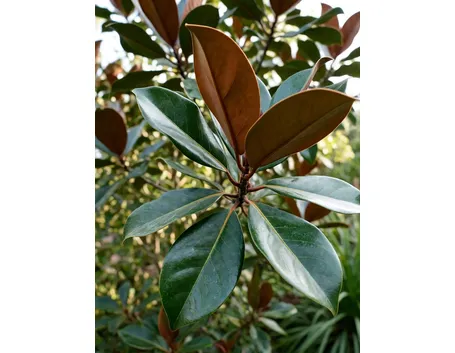 Magnolia