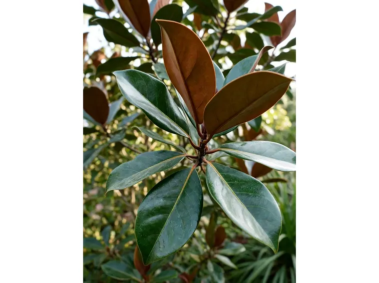 Magnolia