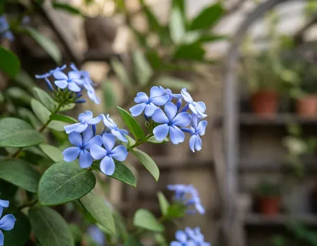 fiori plumbago