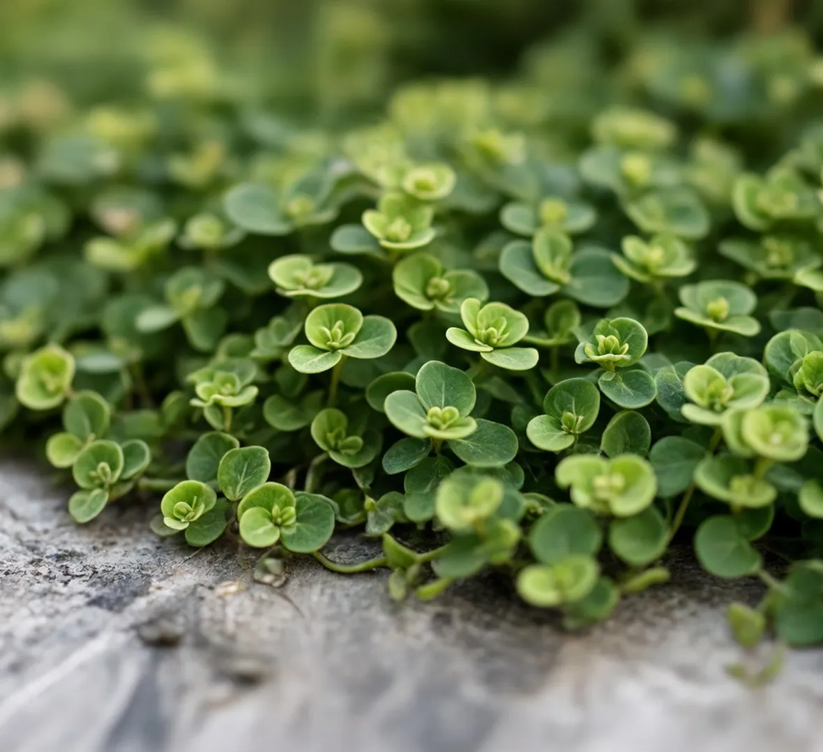 Dichondra