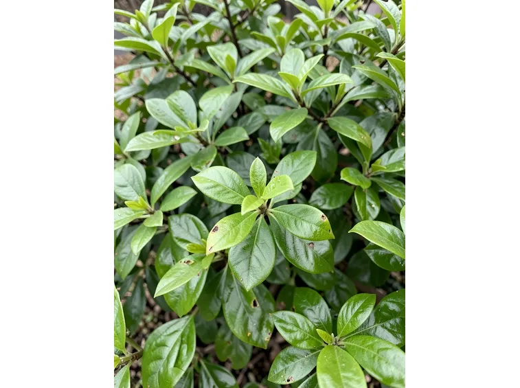 Lauroceraso