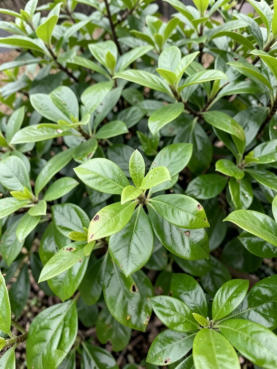 Lauroceraso