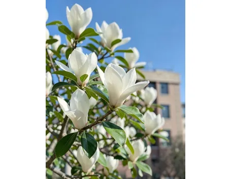 Magnolia