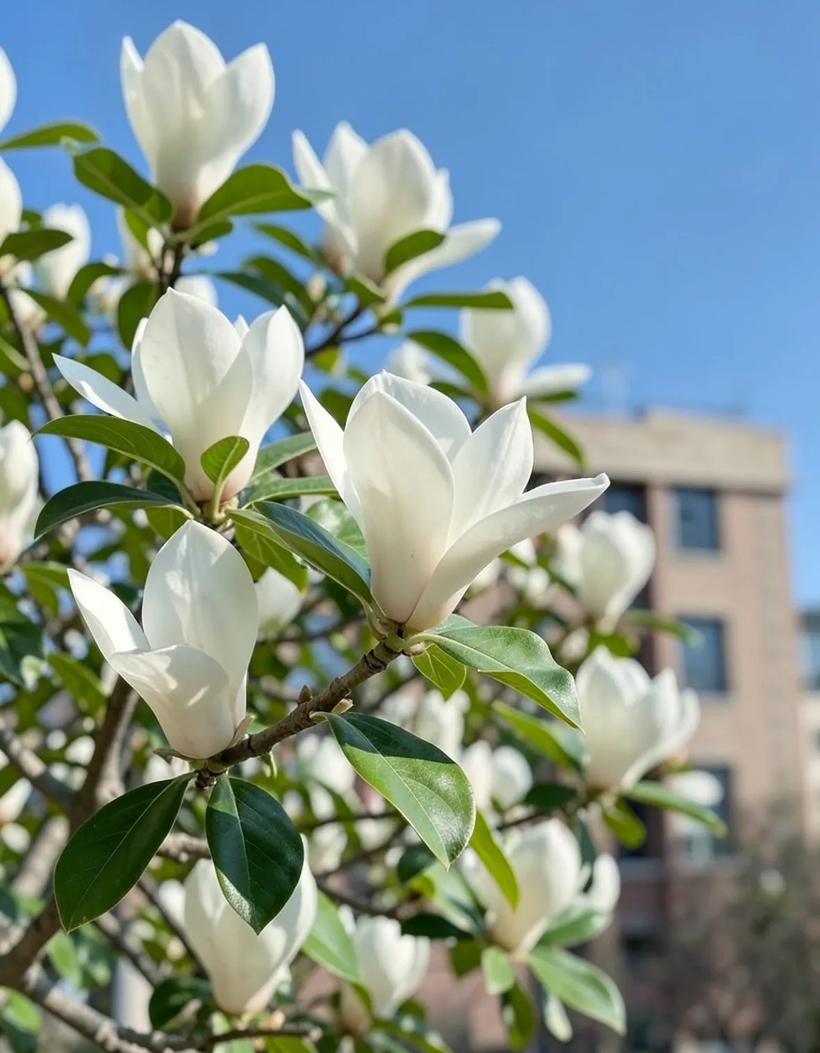 Magnolia