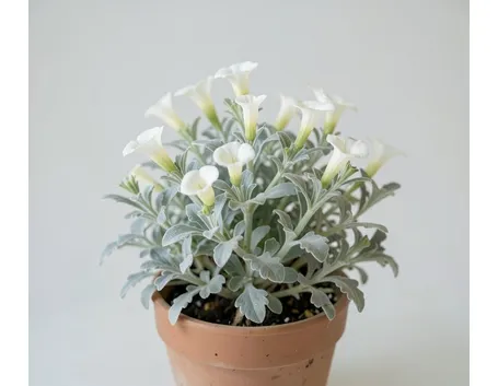 Convolvulus cneorum
