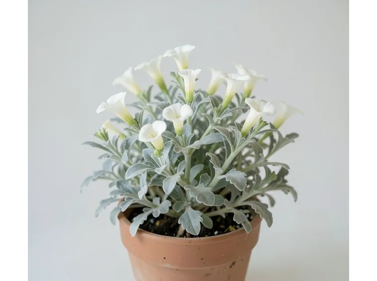 Convolvulus cneorum