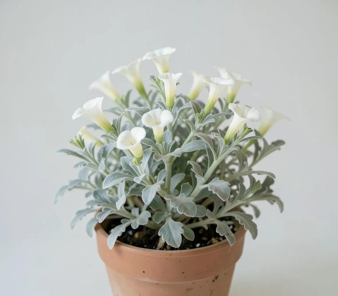 Convolvulus cneorum
