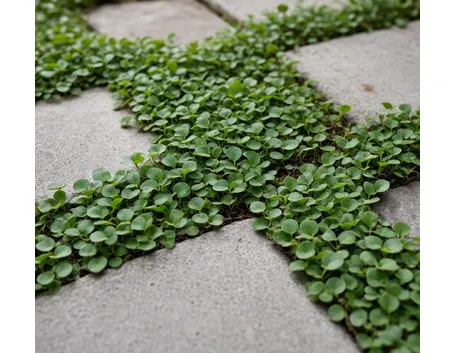 dichondra