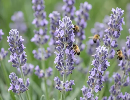 lavanda