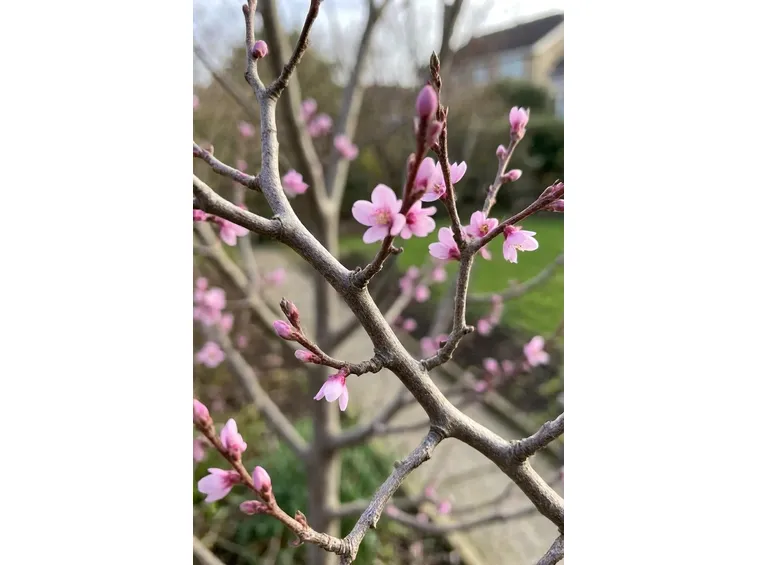cercis