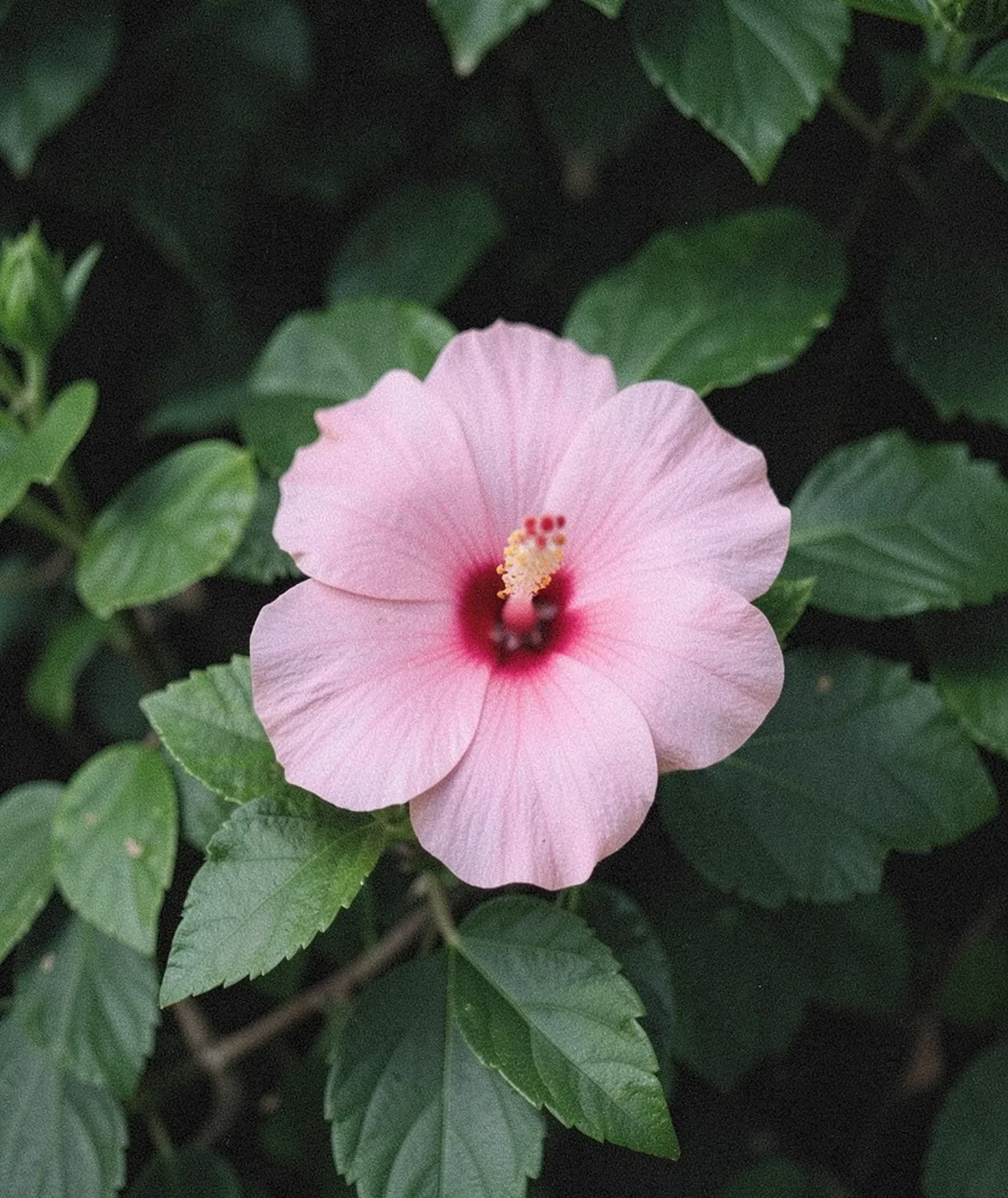 ibiscus