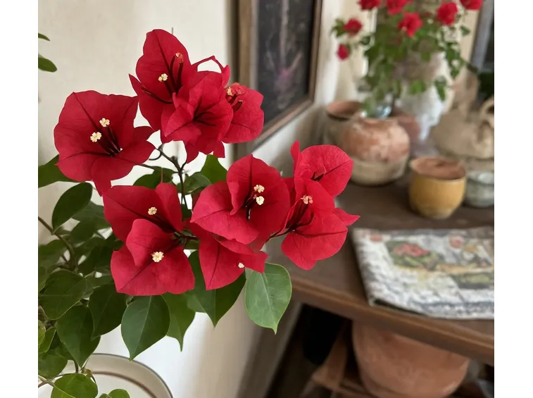Painta in fiore
