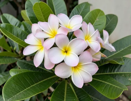 Fiori di plumeria