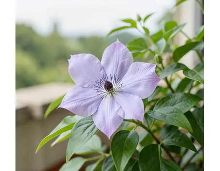 Clematis