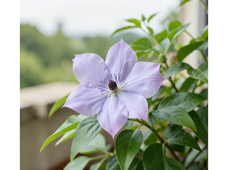 Clematis