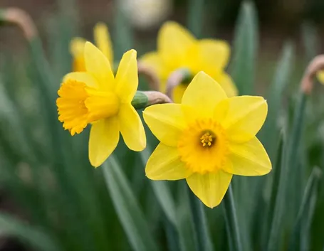 Narcisi