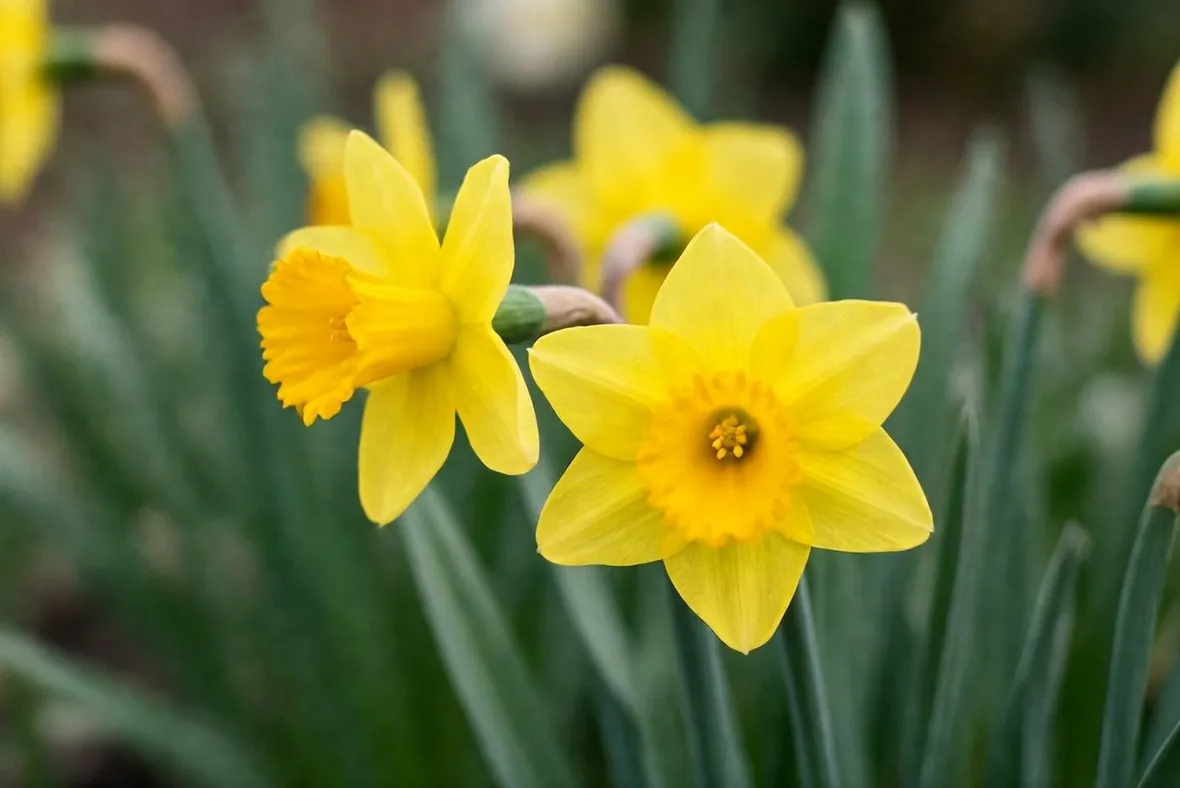Narcisi