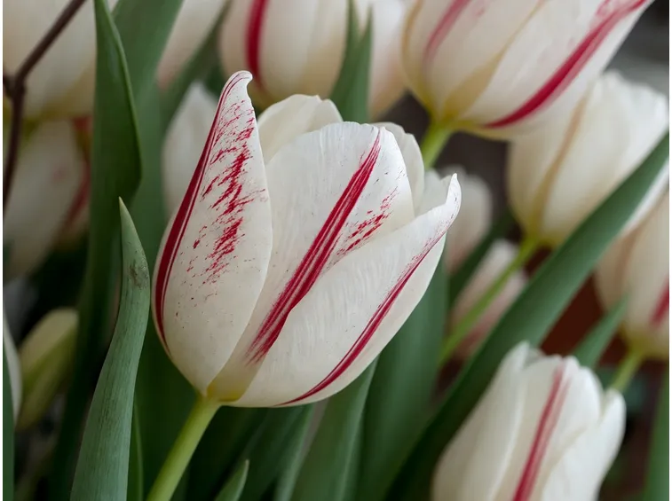 Tulipani