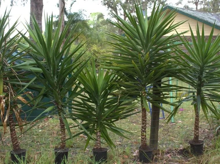 yucca