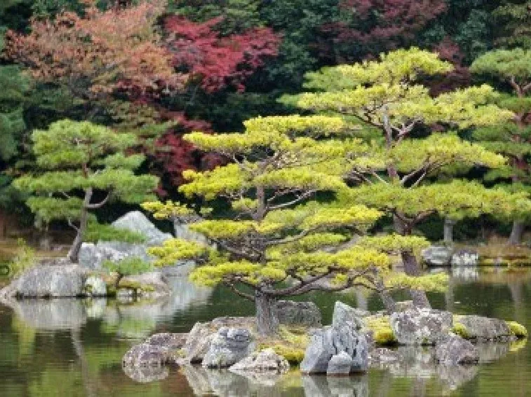 posizionare giardino giapponese