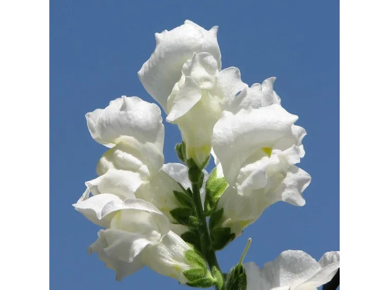 BOCCA DI LEONE