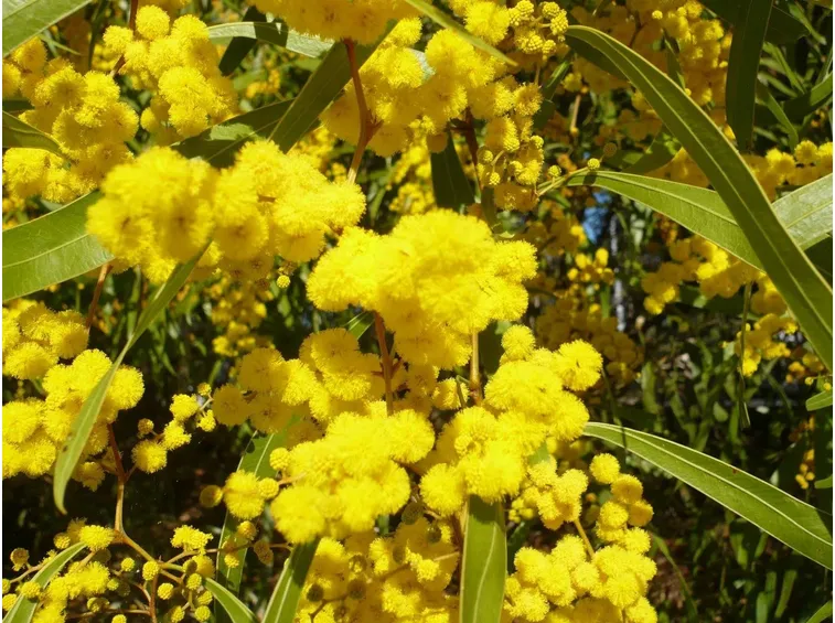 mimosa