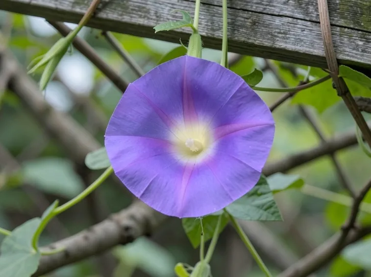 fiore ipomea