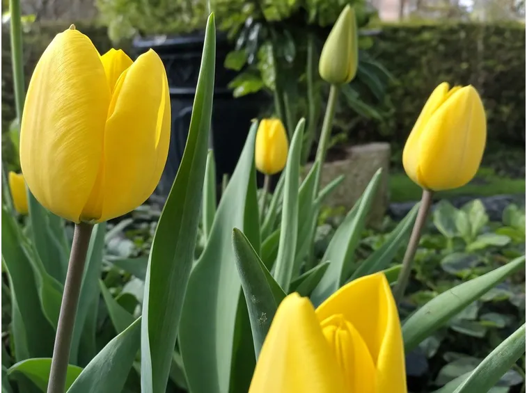 tulipani