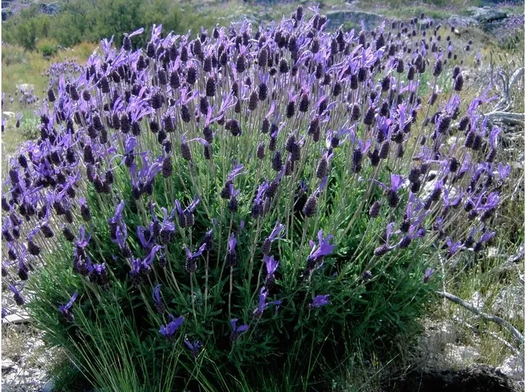 Lavandula stoechas