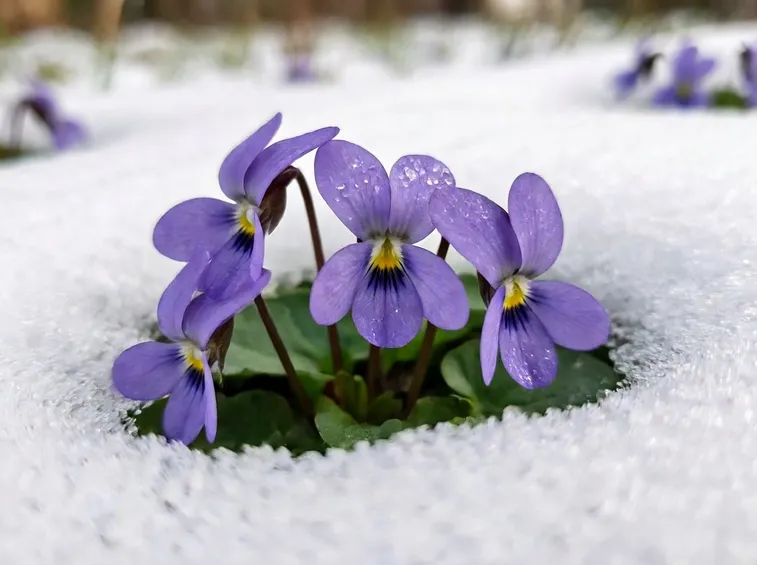viole invernali