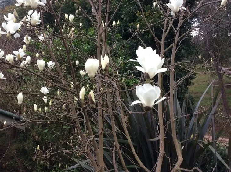 magnolia fioritura